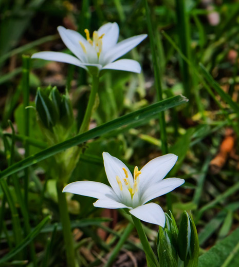 lawn flower